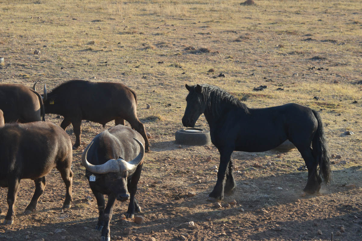View of the Leeukop Lodge farm