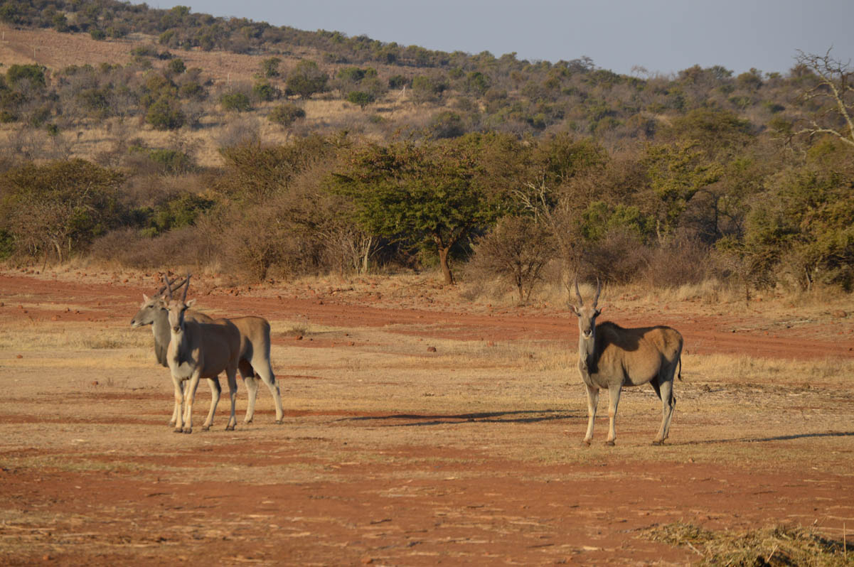 View of the Leeukop Lodge farm
